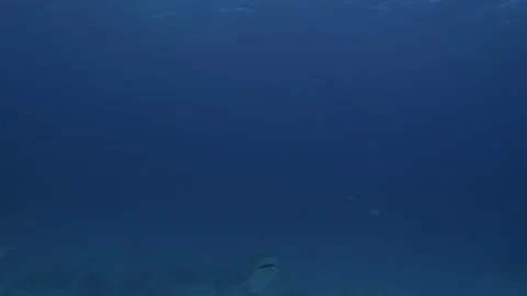 Tiger shark appraches camera in deep dark water Stock Footage 138535922