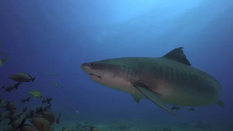 Tiger shark approaches behind a school of snappers 스톡 동영상 73798557