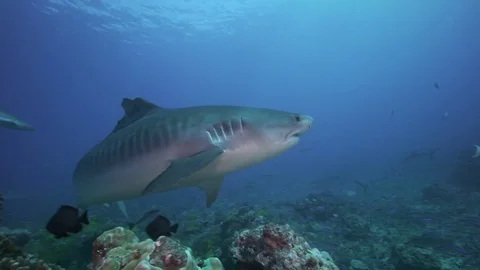 Tiger shark approaches camera Stock-Footage 78978657