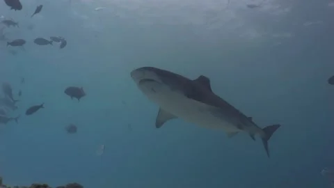 Tiger Shark approaching, low angle under water shot Video stock 234716921