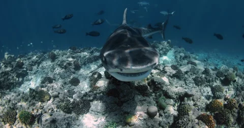Tiger Shark attack in blue transparent ocean. Shark diving in Maldives. Close up Vídeo Stock 264140801