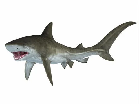 Tiger Shark Attack Posture Stock Illustration
