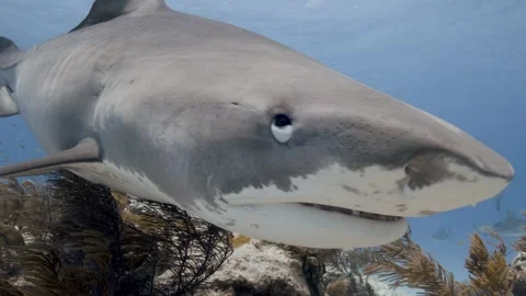A Tiger Shark Attacks the camera Stock Footage 297204133