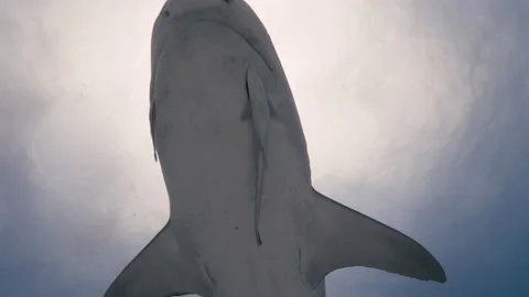 Tiger shark awims over the camera  in clear water at tiger beach, Bahamas- 8k Stock-Footage 218469401