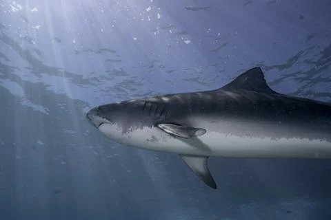 Tiger Shark beneath the Waves Stock Photos