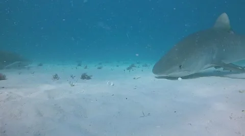 Tiger Shark Bites Camera Stock Footage 40369607