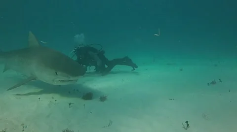 Tiger Shark Bites Camera Stock Footage