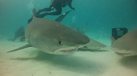 Tiger Shark Bites Camera Stock Footage