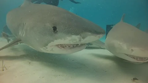 Tiger Shark Bites Camera Stockbeeldmateriaal 83026976