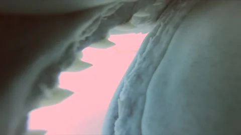 Tiger Shark Bites Camera, Tiger Beach, Bahamas - 18 Jan 2023 Stock Footage 259842908