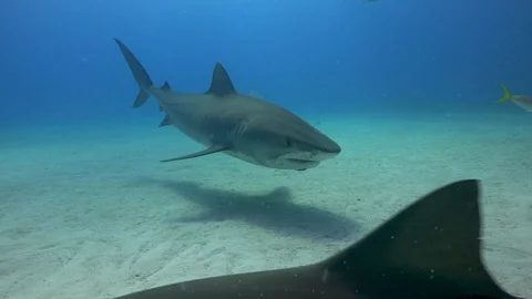 Tiger shark biting camera Stock Footage