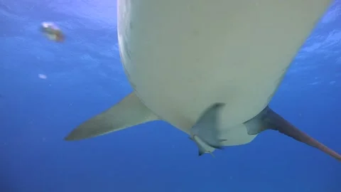 Tiger shark bumping the camera Stock Footage 146363408