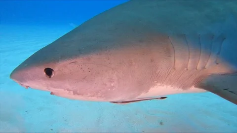 Tiger Shark Bumps Camera 스톡 동영상 170964897