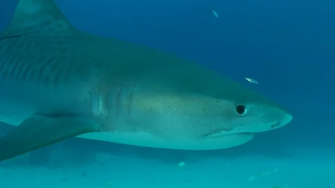 Tiger Shark to Camera Stock Footage 126115291