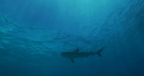 Tiger Shark in clear water Vídeos de archivo 128733384