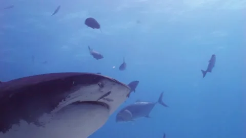 Tiger Shark, close encounter, underwater shot Video stock 234721953