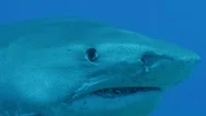 Tiger Shark Close Up Of Face Stock Footage