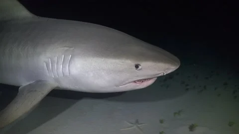 Tiger shark close at night Stock Footage 146361138