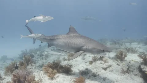 A Tiger Shark crusing over the coral reef with remoras Stock Footage 297219077