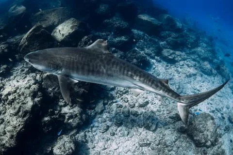 Tiger shark on deep in blue ocean. Dangerous ocean animal. Stock-Fotos