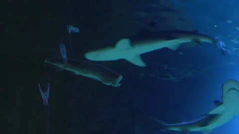 A tiger shark eats a fish that has been lowered into the water on a rope. Oce Video stock 147857060