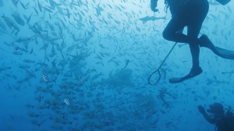 Tiger shark encounter in deep blue ocean Video stock 95446680