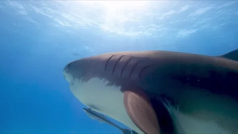 Tiger Shark Encounter Stock Footage 314445459