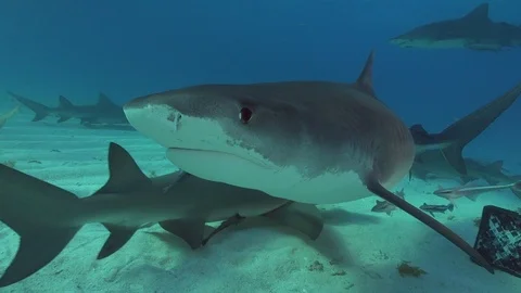 Tiger Shark face and quick turn 스톡 동영상 126220186