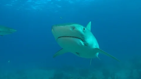 Tiger Shark Fast Approach Stock Footage 126051790