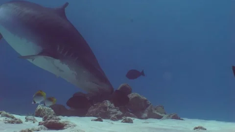 Tiger Shark finds and eats prey, under water shot Video stock 234733550