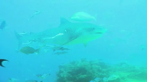 Tiger shark Stock Footage 8989776
