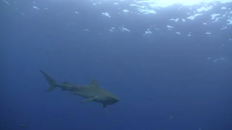 Tiger shark Stock Footage 64013954