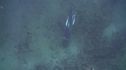 Tiger shark Stock Footage 64013999