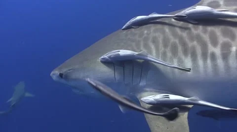 Tiger shark Stock Footage 64014058