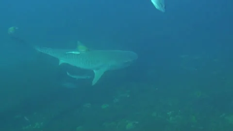 Tiger Shark Vidéo 208865010
