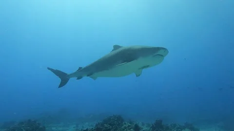 Tiger Shark Stock Footage 308515056