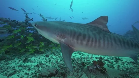 Tiger shark getting close Stock Footage 78977046