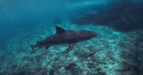 Tiger shark glides in blue clear ocean. Freediving with dangerous tiger sharks. Stock Footage 258346331