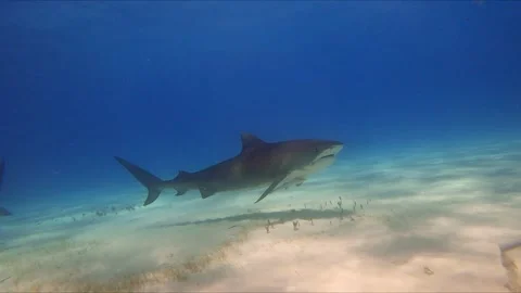 Tiger Shark Glides Through Blue Water Stock Footage 314445895