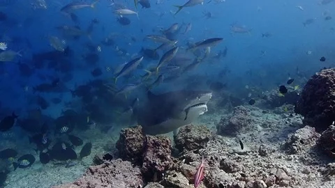 Tiger Shark grabs chum Stock Footage 142805037