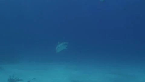 Tiger shark heads to surface Stock Footage 138535990