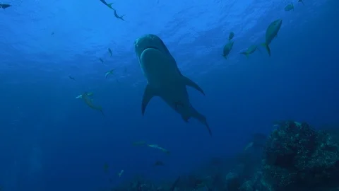 Tiger Shark Hits Camera 스톡 동영상 126051758