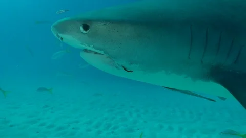 Tiger Shark with hook stares down camera Stock Footage 126115298