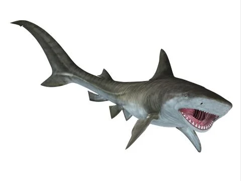 Tiger Shark Jaws Stock Illustration