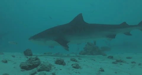 Tiger Shark Looking for Food Stock Footage 280104997