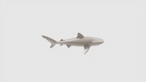 Tiger shark - Loop Alpha HD ProRes Stock Footage 328354636