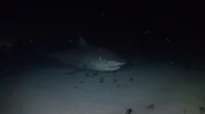 Tiger Shark Night Dive Stock Footage