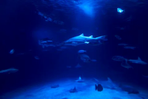 Tiger shark in the ocean surrounded by fish Stock Photos