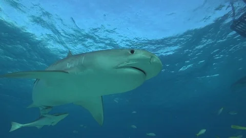 Tiger Shark overhead 스톡 동영상 126115381