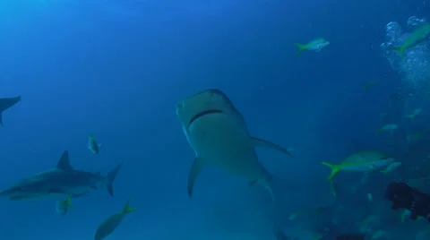 Tiger Shark Passes Camera Stock Footage 41865036